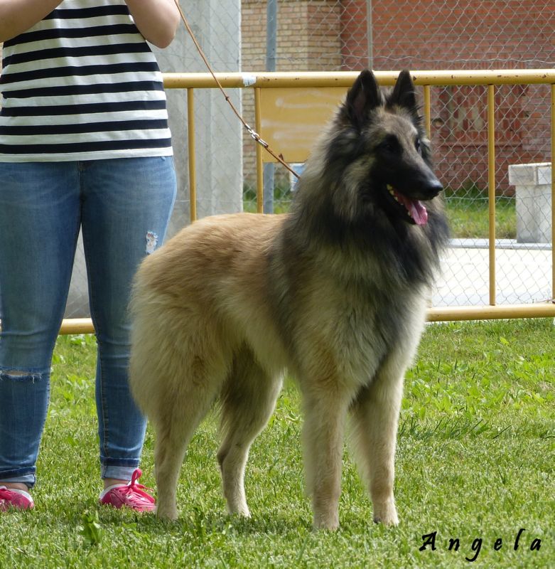 Quini del ClamiuEXC1 Intermedia machis CCPB (22.2)